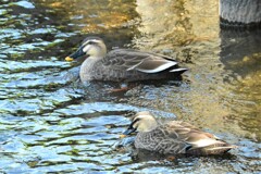 繁殖期のカルガモ夫婦