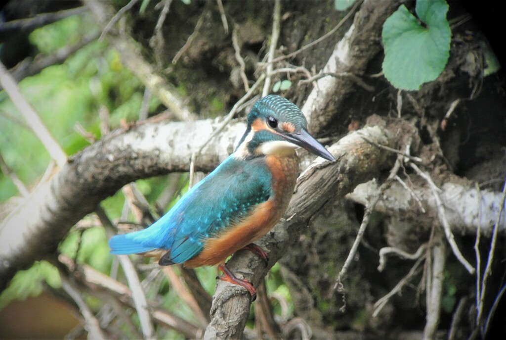 子供♂