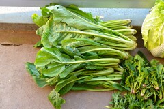 菜園・40~50cmになったコマツナ