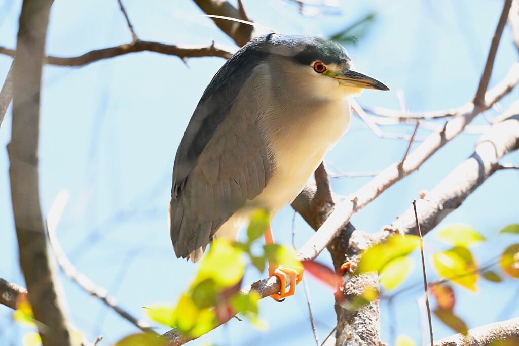 都内公園・逆光のゴイサギ