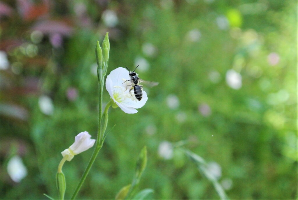 シロバナユウゲショウと？