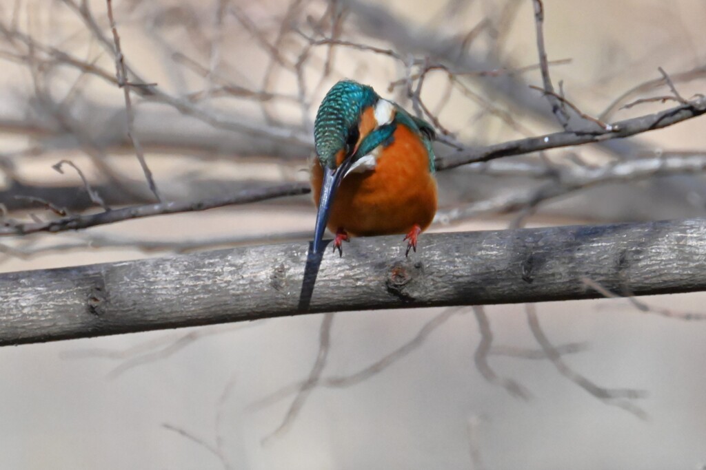 K川・上流のカワセミ♂餌をめがけて・・