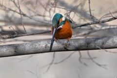 K川・上流のカワセミ♂餌をめがけて・・