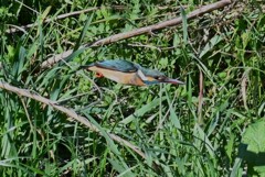 K川・水溜りのカワセミ♀