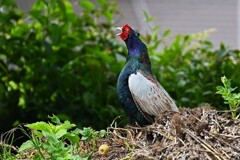 菜園・キジ♂ホロ打ち始まりの雄叫び（二回目）