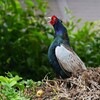 菜園・キジ♂ホロ打ち始まりの雄叫び（二回目）