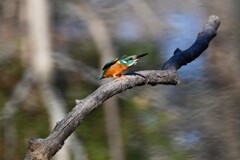 都内公園・カワセミ♂伸びをする