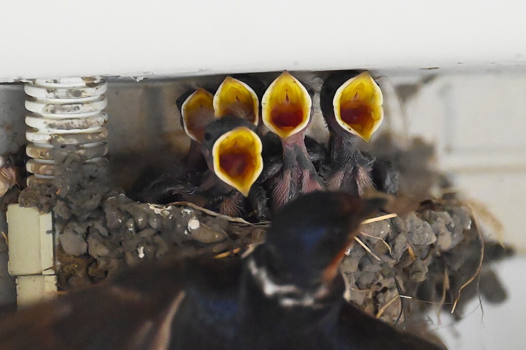 ツバメ・ここは5羽のひな 