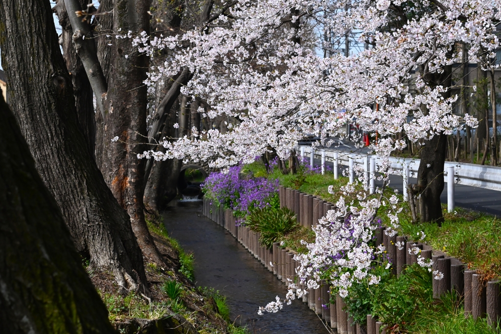 用水路・ソメイヨシノ開花状況.