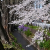 用水路・ソメイヨシノ開花状況.