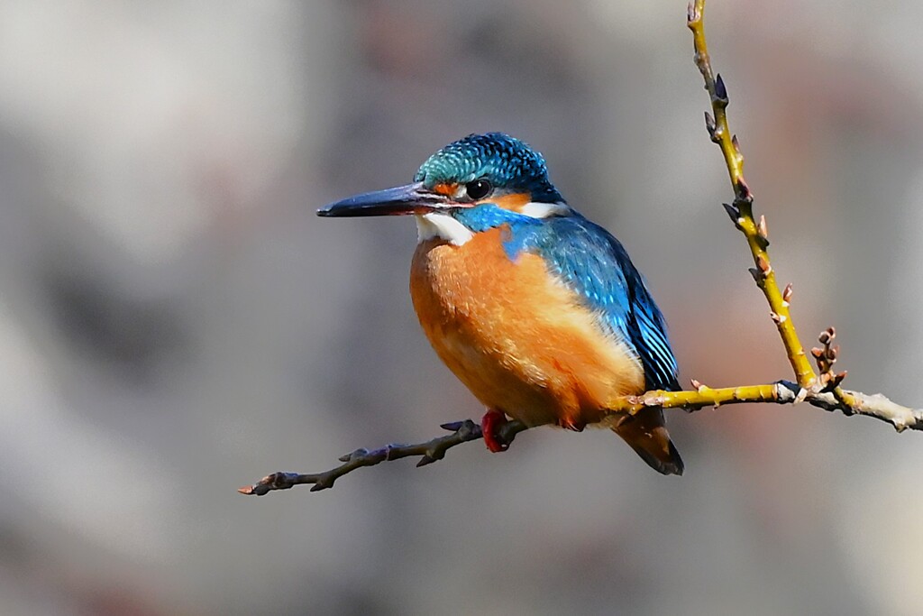 K川中流域・カワセミ♂