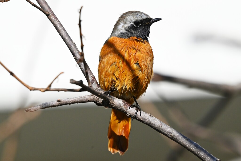 用水路・間近にジョウビタキ♂