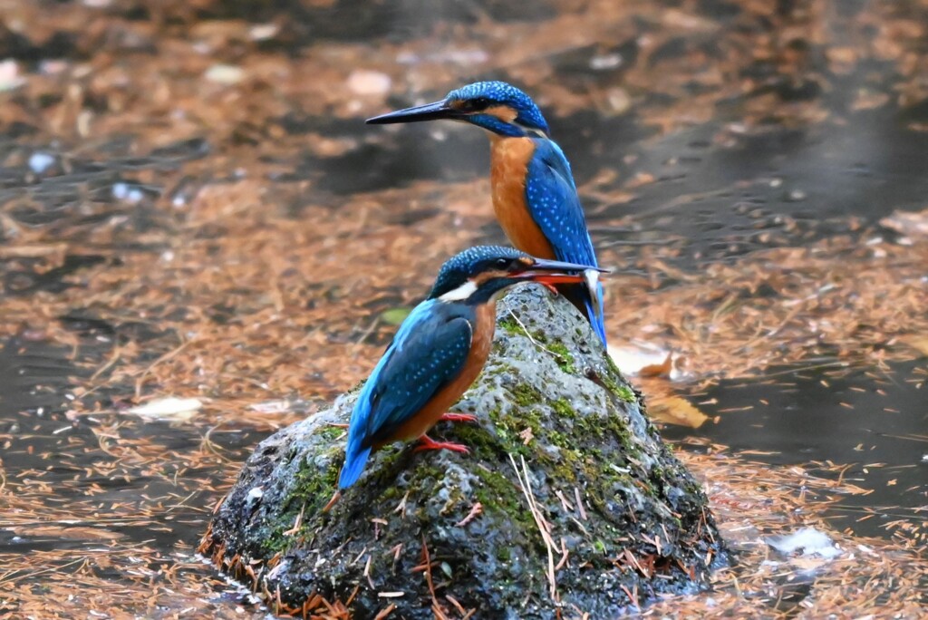 都内公園・カワセミ♂♀給餌は未だ