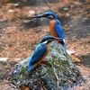 都内公園・カワセミ♂♀給餌は未だ