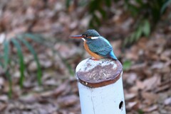 用水路・カワセミ三昧【♀若】