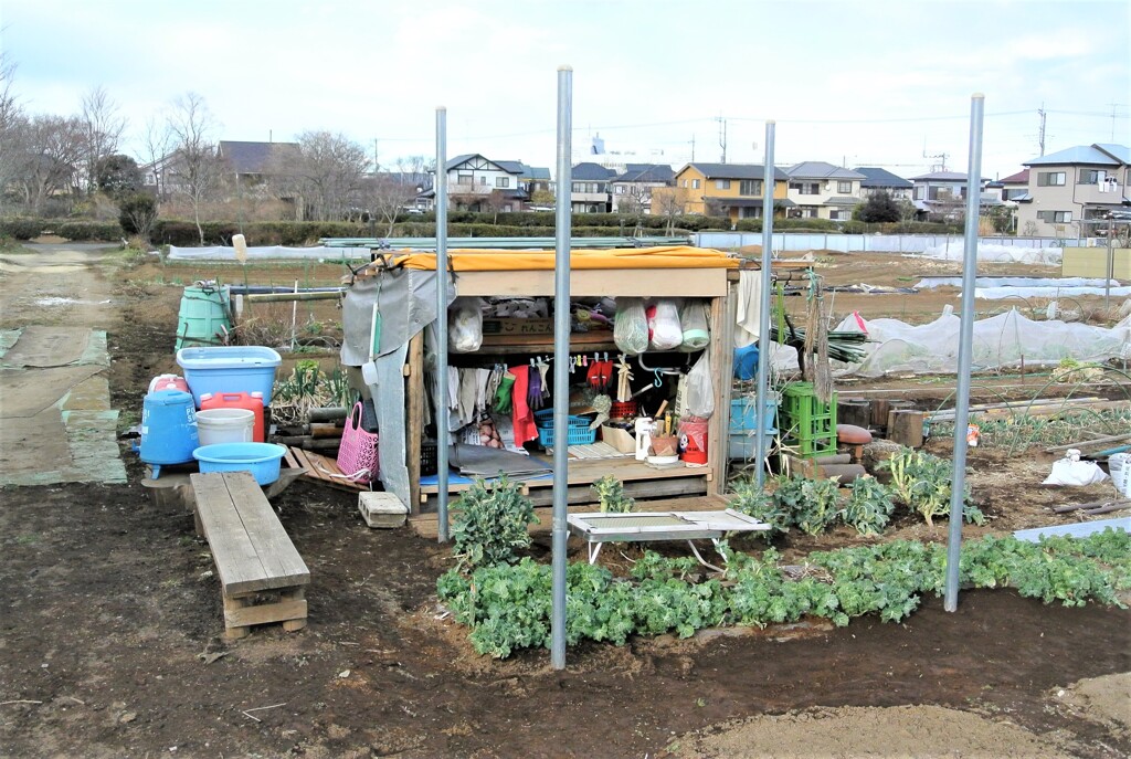 ハヤトウリ棚用支柱立て完了