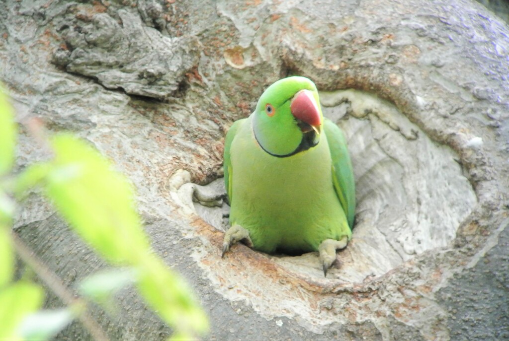 知らないうちに営巣していたワカケホンセイインコ.