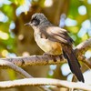 菜園・ガングロガビチョウ成鳥