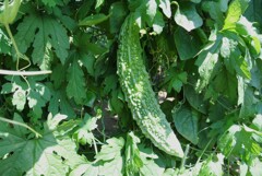 菜園・ニガウリ（ゴーヤ）
