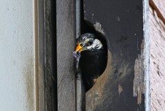 K川下流域・ひなのウンチを咥えて・・
