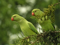 ワカケホンセイインコ