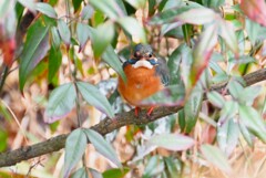 用水路・カワセミ♀
