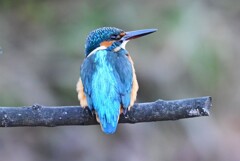 Ｋ川中流域・カワセミ♂若