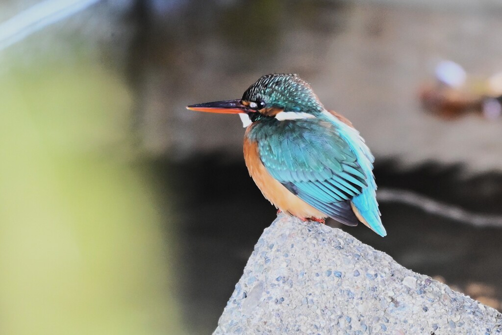 用水路・カワセミ♀若、橋下のシルエットに近づいて・・