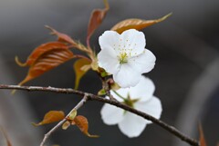 3月21日 (用水路・名前の判らない桜)