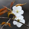 3月21日 (用水路・名前の判らない桜)