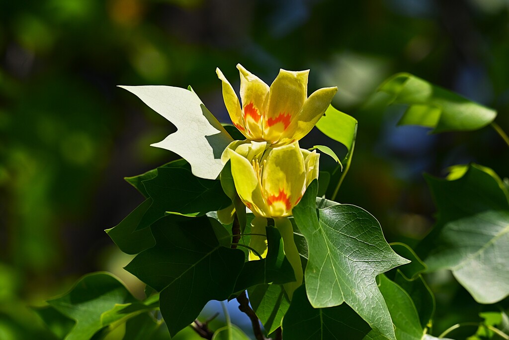 Ｋ川中流域・ユリノキの花
