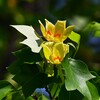 Ｋ川中流域・ユリノキの花