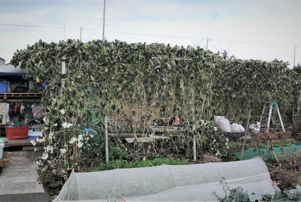 霜で枯れたハヤトウリ