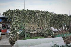 霜で枯れたハヤトウリ