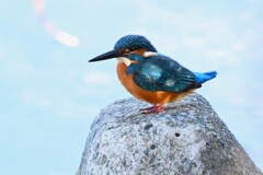 K川下流域・カワセミ♂若しっぽぶりっ子