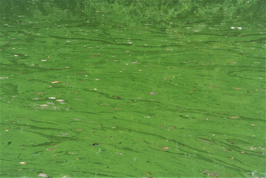 池のアオコ