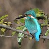 カワセミ♂若鳥