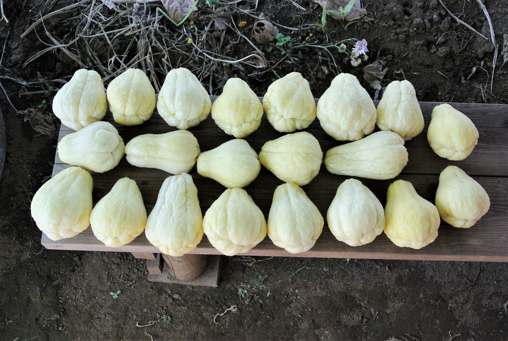 ハヤトウリ21個