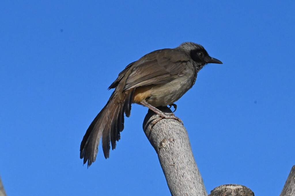 菜園・ガングロガビチョウ 