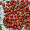 菜園・5月18日のイチゴ