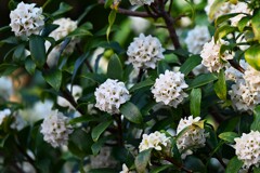 連絡道・満開に甘く香るジンチョウゲ