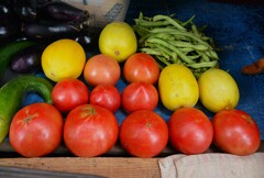菜園・トマト、マクワウリ等