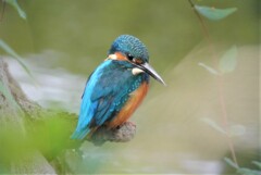 カワセミ♂（9月29日）