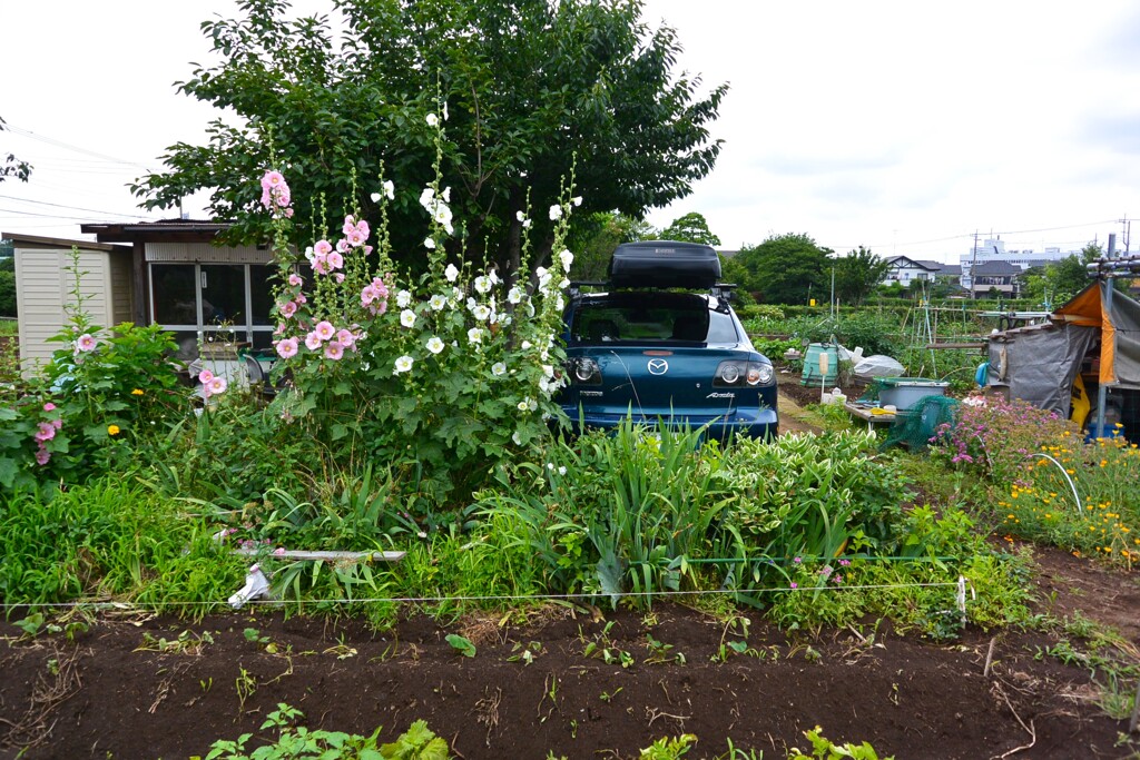 菜園・道具小屋周辺と愛車 