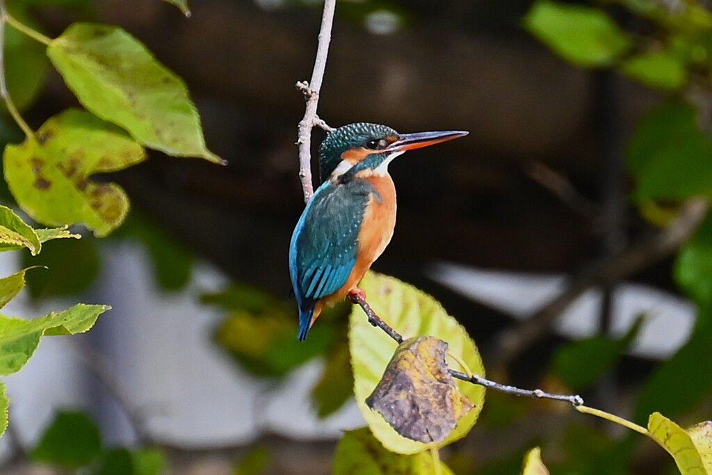 Ｋ川中流域・カワセミ♀若バトルか恋の芽生えか・・