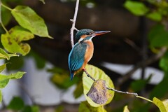 Ｋ川中流域・カワセミ♀若バトルか恋の芽生えか・・
