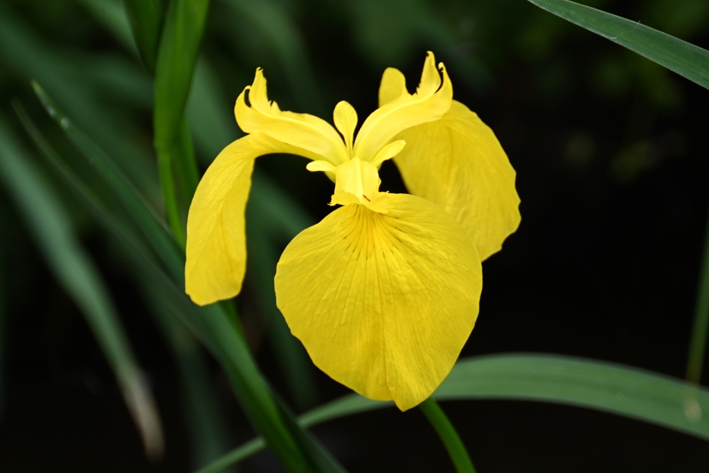 用水路・キショウブ