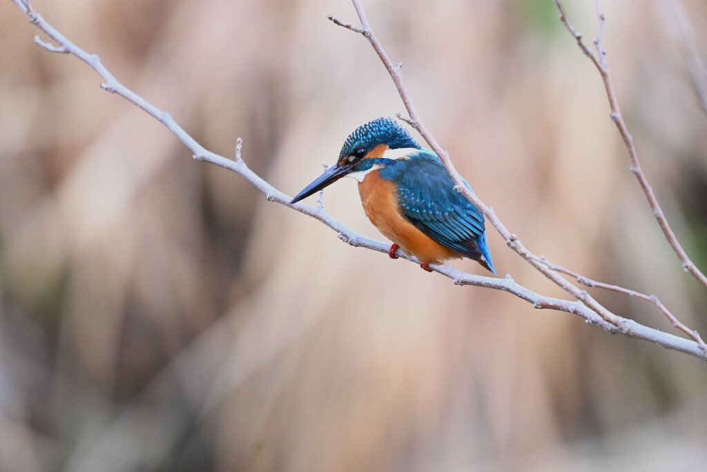 Ｋ川中流域・カワセミ♂若