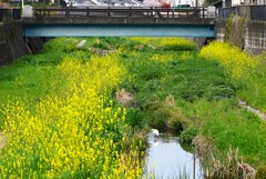 K川源流域・工事完成後数年の風景