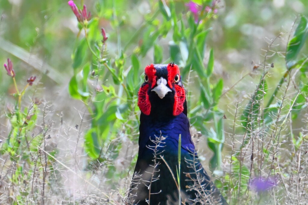 菜園・キジ正面顔